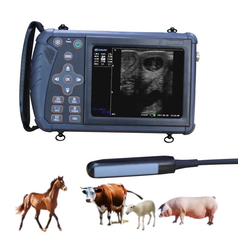 Sheep ultrasound machine to detect pregnancy