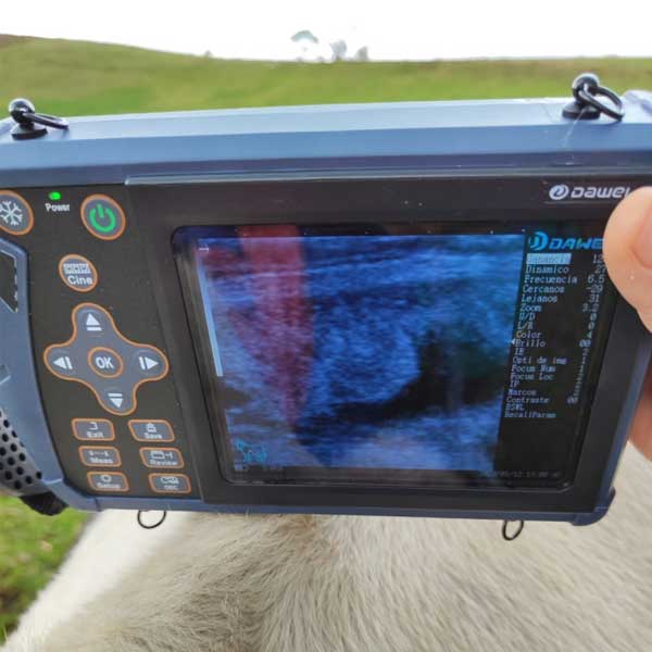 Cow scanning – pregnancy ultrasound