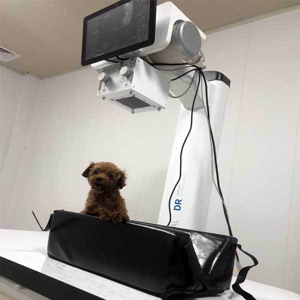 Aplicação clínica veterinária de radiografia digital (DR)
