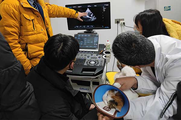 What prepares a pet for an ultrasound scan?