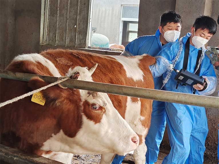 Ultrasonic Probe Method for Use in Cattle Pregnancy