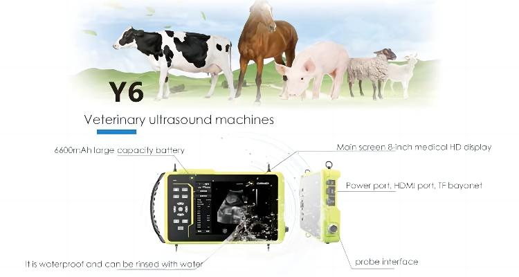 How much does an equine ultrasound machine cost? How to choose?