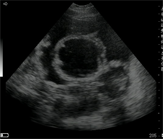 Ultrasound imaging of the reproductive system in small animals