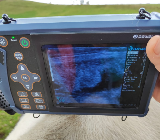 Best Ultrasound Machine for Cattle