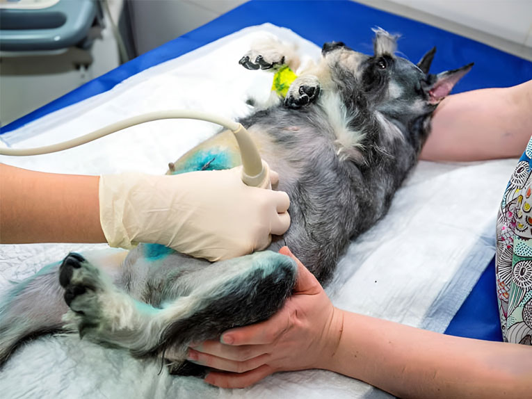 How to ultrasound a dog for pregnancy