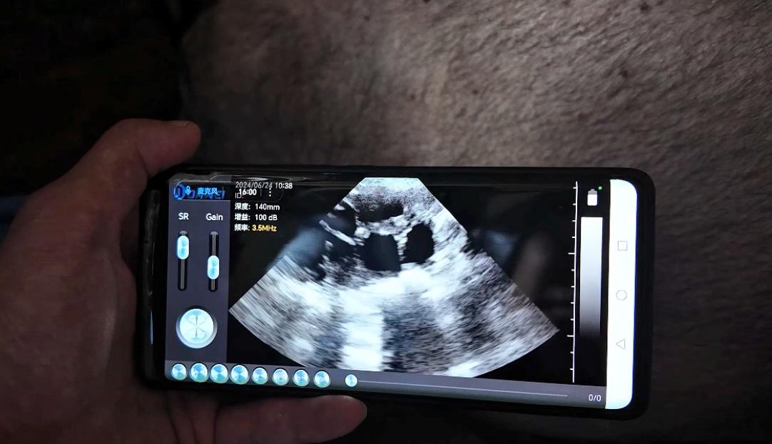 The Importance of Ultrasound in Detecting Follicles and Pregnancy in Sows