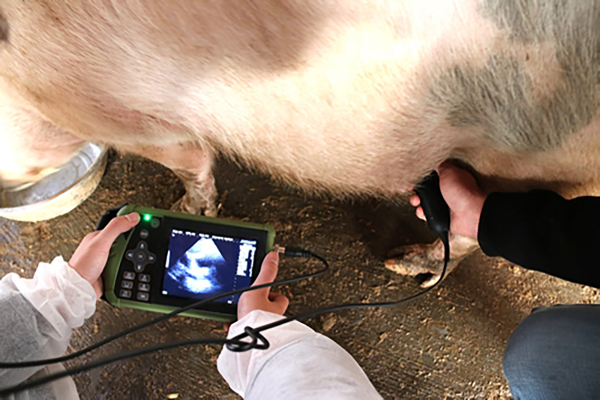 التشخيص البيطري بالموجات فوق الصوتية لحمل الخنازير