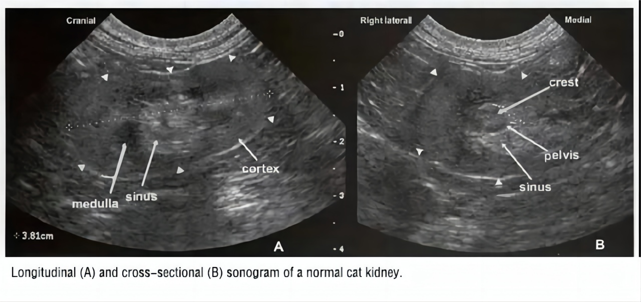 Pet ultrasound Examination of the Urinary System in Dogs and Cats