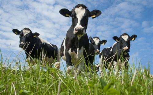 Análisis de la aplicación del ecógrafo veterinario portátil para el diagnóstico de preñez en vacas lecheras.