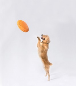 Персонализирани издръжливи интерактивни играчки за кучета фризби
