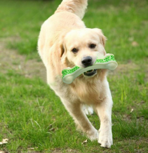צורת עצם גומי ניילון אימון שיניים צעצועי לעיסת כלבים