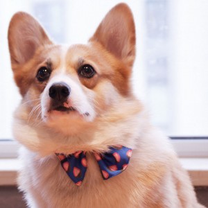 Customized Strawberry Prints Personalized Dog Collar Set