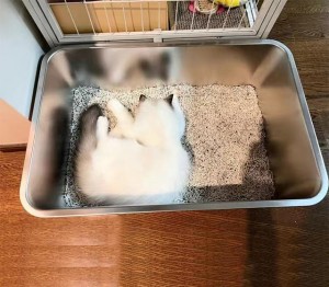 Nunca absorve odor em aço inoxidável Cat XL Caixa de areia