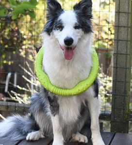 Outdoor Flying Discs Interactieve trainingsring voor honden