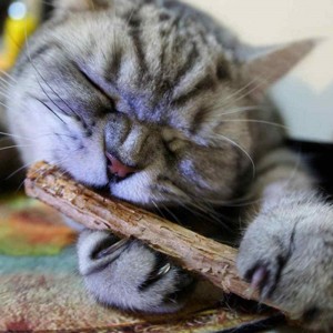 Ubat Gigi Molar Catnip Asli Mainan Kunyah Kucing