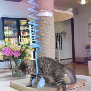 Plush Spring Hanging Door Interactive Cat Teaser Toy