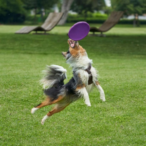 Holdbar TPR Game Bide Resistant Frisbeed Udendørs Trænings Hundelegetøj