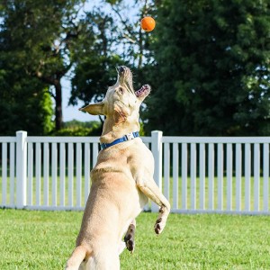 Giocattolo interattivo solido con palla per cani in gomma resistente e anti-morso