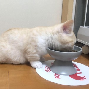 Jumla Custom Round Pet Ceramic Bowl Keɓaɓɓen Dog Cat Abinci Bowl Pet Feeder Bowls