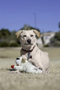 Brinquedo de pelúcia para cachorro Lambchop com Squeaker