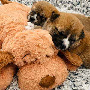 Snuggle Puppy Heartbeat Ġugarell Mimli