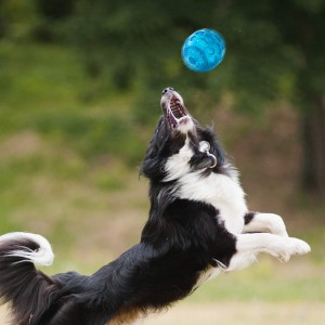 ลูกบอลสุนัขสัตว์เลี้ยงยางทนทานรับสารภาพขนาด 3.2 นิ้ว