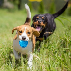 Bolas de borracha duráveis ​​para cães de estimação com rangido de 3,2 polegadas