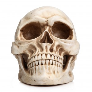 Ke Ana Hoʻohālike Iwi Poʻo Poʻo ʻO Halloween 1: 1 Replica Realistic Skull Head Bone Model