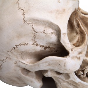 Halloween Human Skull Model 1:1 eftirmynd raunhæf höfuðkúpa höfuðbein líkan