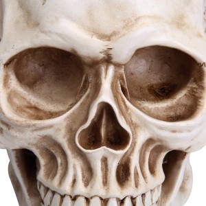 Halloweensky model ľudskej lebky 1:1 Replika realistického modelu kostí hlavy lebky
