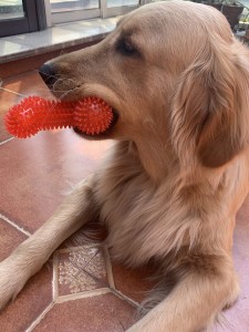 Mainan Mengunyah Anjing untuk Anjing Kecil Sederhana Mainan Haiwan Peliharaan untuk Anak Anjing