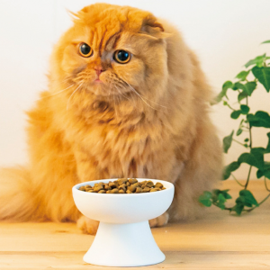 Grosir Custom Round Pet Keramik Bowl pribadi munggah pangkat Dog Cat Food Bowl Pet Feeder Bowl
