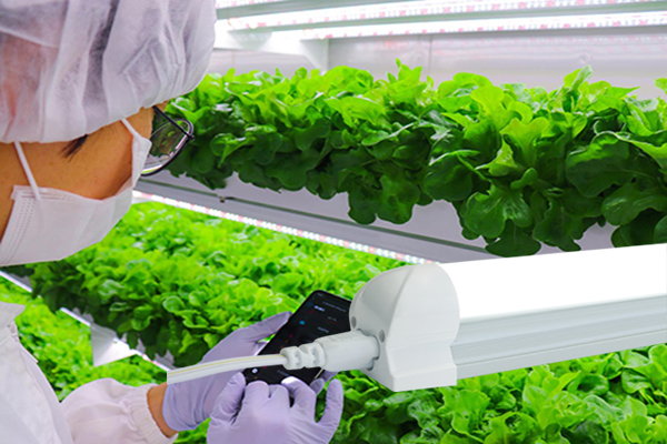 Vertical Farm in Abu Dhabi to Produce Fresh Lettuce in 3Q20