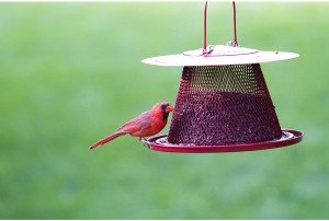 Factory Outlets China Customized Clear Acrylic Bird Window Feeder