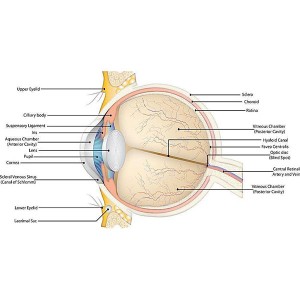 Opaleshoni sutures kwa opaleshoni ophthalmic