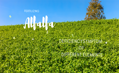 Alfalfa Fertilizing Attentions & Deficiency Symptoms of Different Elements