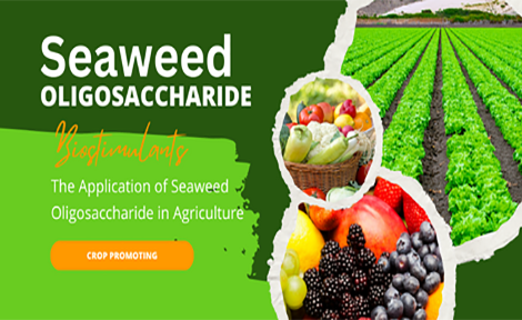 The Application of Seaweed Oligosaccharide in Agriculture
