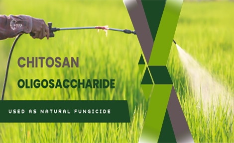 The Effect of Chitosan Oligosaccharide Used as Natural Fungicide