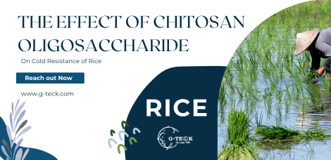 The Effect of Chitosan Oligosaccharide on Cold Resistance of Rice