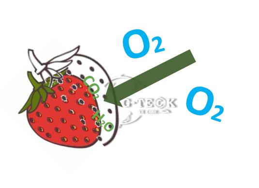 Chitosan אוליגוסכריד על שימור תותים - מבחן 1