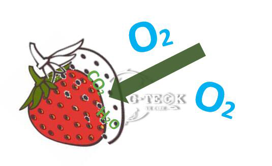 Ολιγοσακχαρίτης χιτοζάνης σε δοκιμή συντήρησης φράουλας 4
