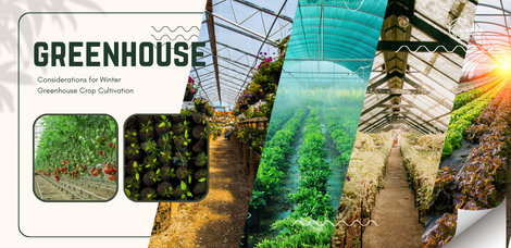 Considerations for Winter Greenhouse Crop Cultivation-2