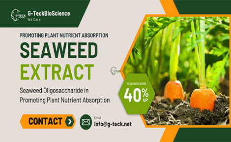 Seaweed Extract in Promoting Plant Nutrient Absorption