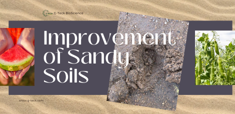 Improvement of Sandy Soils