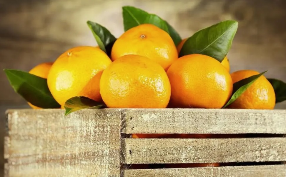 Pembajaan Citrus – Chitosan Oligosakarida Memanjangkan Kesegaran Jeruk