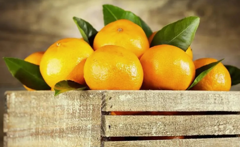 Citrus Fertilizing – Chitosan Oligosaccharide Prolong the Freshness of Citrus