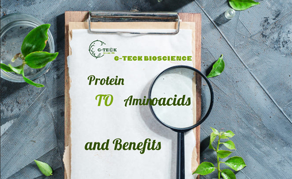 La relación entre las proteínas y los fertilizantes con aminoácidos