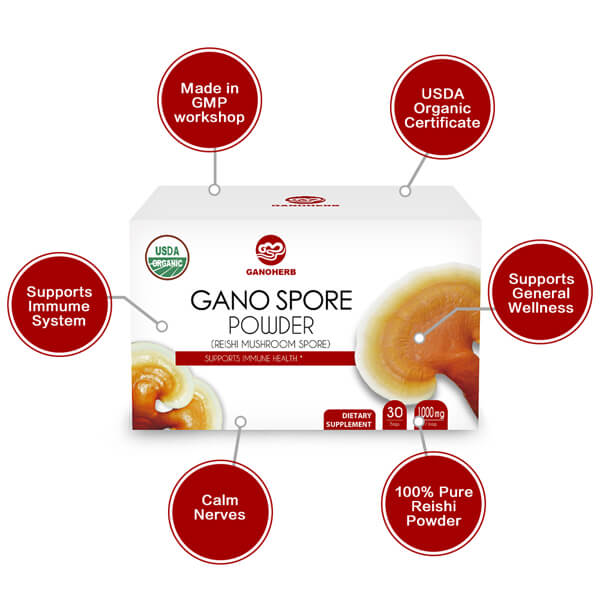 OEM/ODM Supplier Reishi Oil - Hot Sale High Quality Shell-Broken Reishi Spore Powder/Reishi Mushroom Cracked Shell Spores – GanoHerb