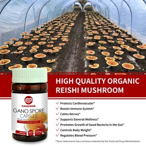 Avantages du champignon Reishi Capsule de poudre de spores brisées
