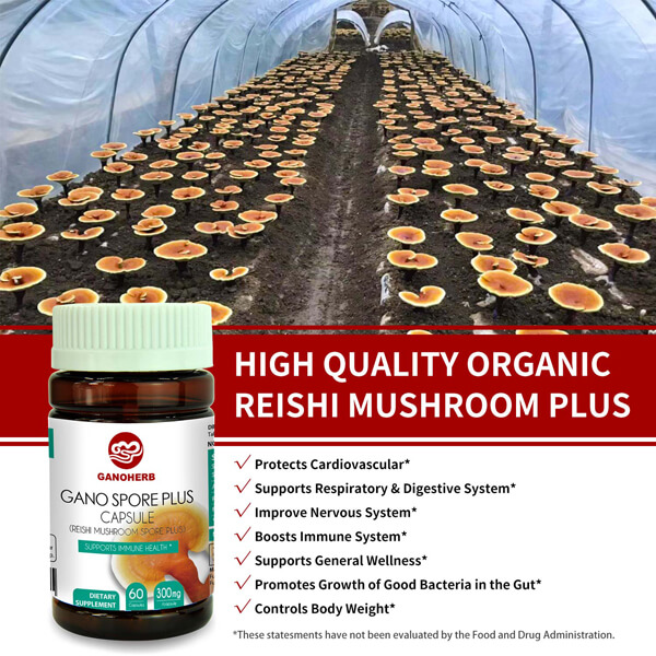 factory customized Reishi Extract Capsules - Ganoderma Lucidum Bulk Spore Extract Powder Reishi Mushroom Powder – GanoHerb detail pictures